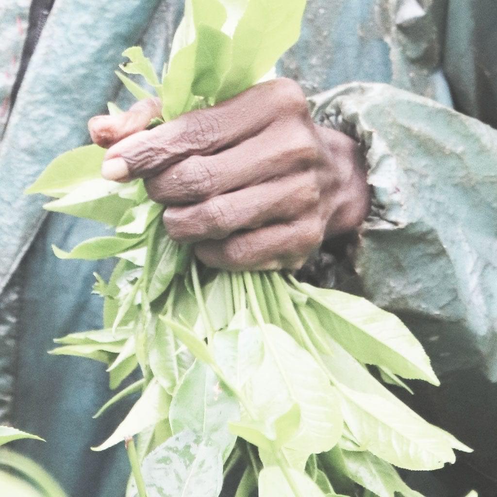 Picker's Pocket | Earl Grey