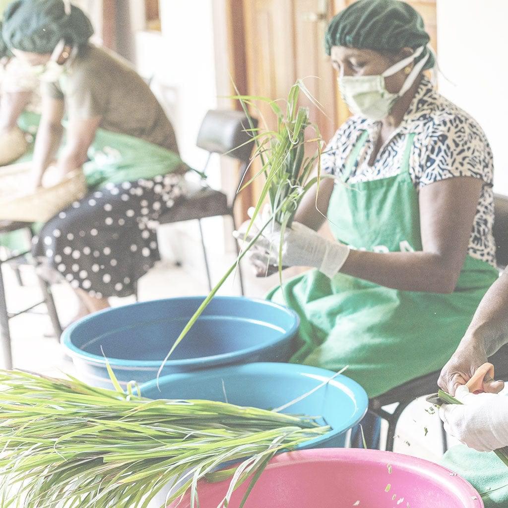Picker's Pocket | Ginger Lemongrass