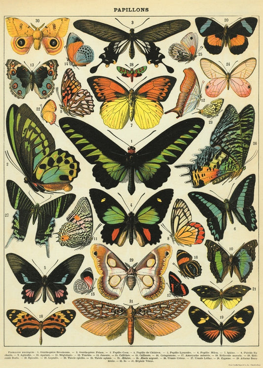 Cavallini & Co | Wrap or Print | Butterfly