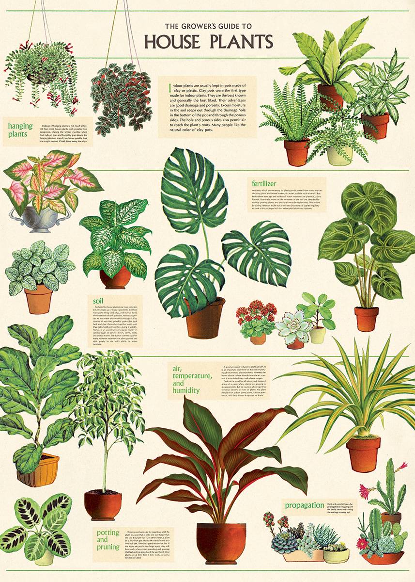 Cavallini & Co | Wrap or Print | House Plants