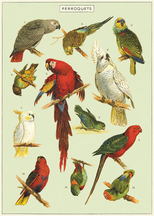 Cavallini & Co | Wrap or Print | D Parrots